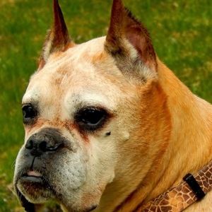 Meet your Posher, Cher